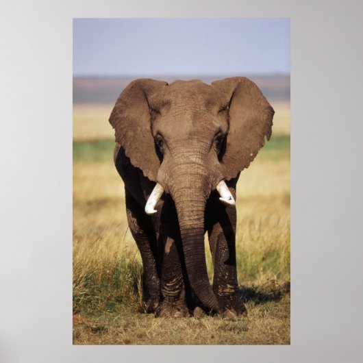 Afrikaanse Struik Elephant Poster (Voorkant)