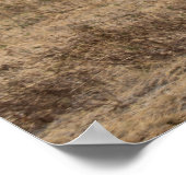 Afrikaanse struisvogel op de open vlakten poster (Hoek)