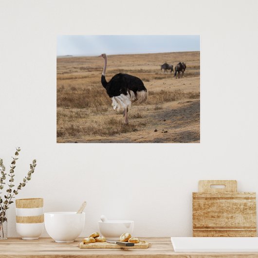 Afrikaanse struisvogel op de open vlakten poster (Keuken)