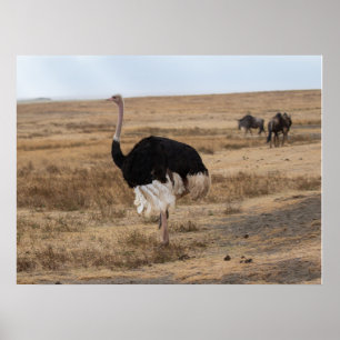 Afrikaanse struisvogel op de open vlakten poster