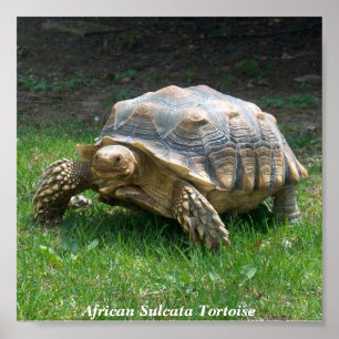 Afrikaanse Sulcata Tortoise Poster