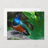 Afrikaanse superstekelstaarster briefkaart (Voorkant / Achterkant)