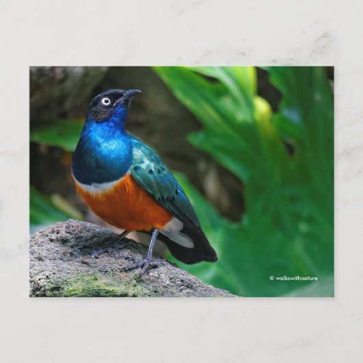 Afrikaanse superstekelstaarster briefkaart (Voorkant)