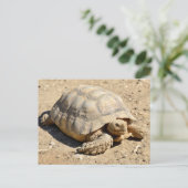 Afrikaanse tortoise ter plekke briefkaart (Staand voorkant)