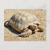 Afrikaanse tortoise ter plekke briefkaart (Voorkant)