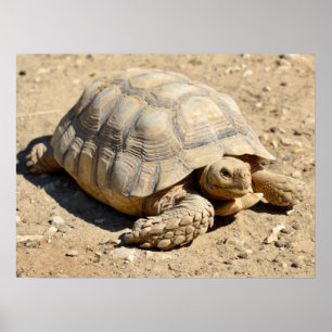 Afrikaanse tortoise ter plekke poster