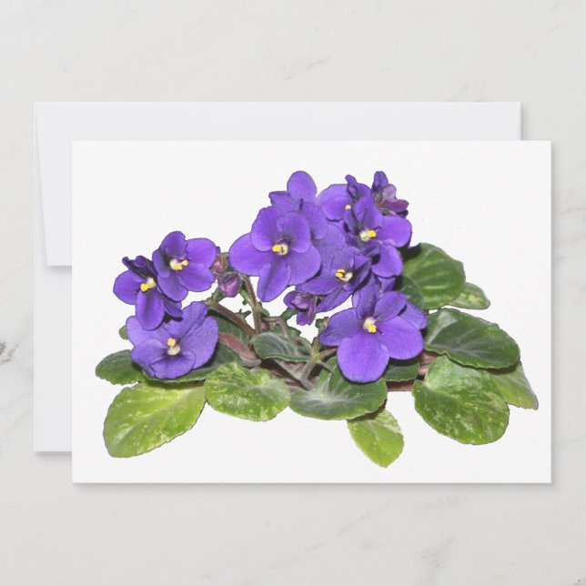 Afrikaanse violet (Voorkant)
