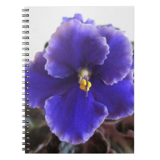 Afrikaanse Violet Blooming Notitieboek (Voorkant)