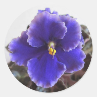 Afrikaanse Violet Blooming Ronde Sticker