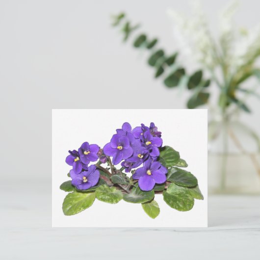 Afrikaanse violet briefkaart (Staand voorkant)