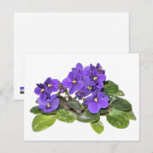 Afrikaanse violet briefkaart (Voorkant / Achterkant)