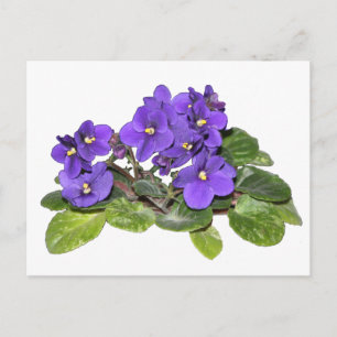 Afrikaanse violet briefkaart