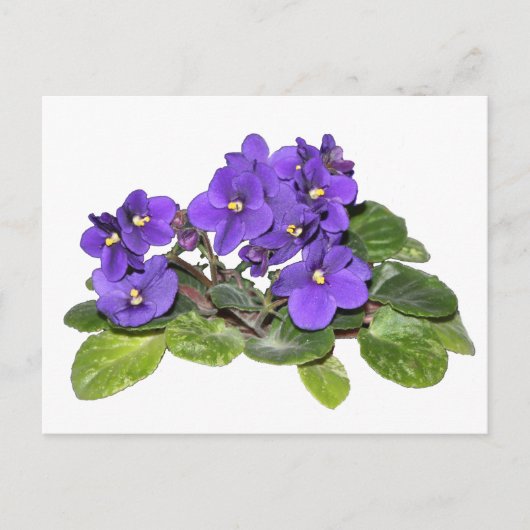 Afrikaanse violet briefkaart (Voorkant)