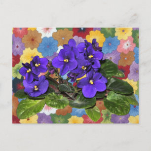 Afrikaanse violet briefkaart