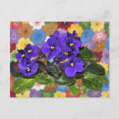 Afrikaanse violet briefkaart (Voorkant)