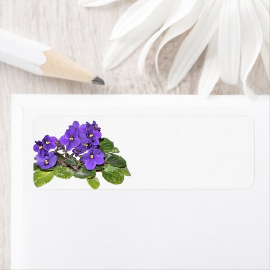 Afrikaanse violet etiket (Insitu)