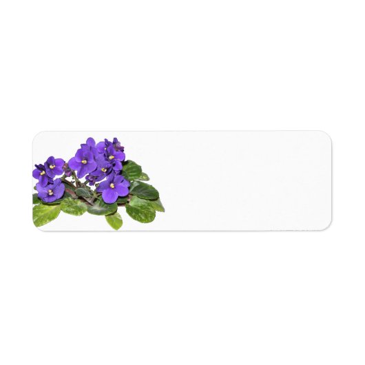 Afrikaanse violet etiket (Voorkant)