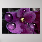 Afrikaanse Violet Fantasy Poster (Voorkant)