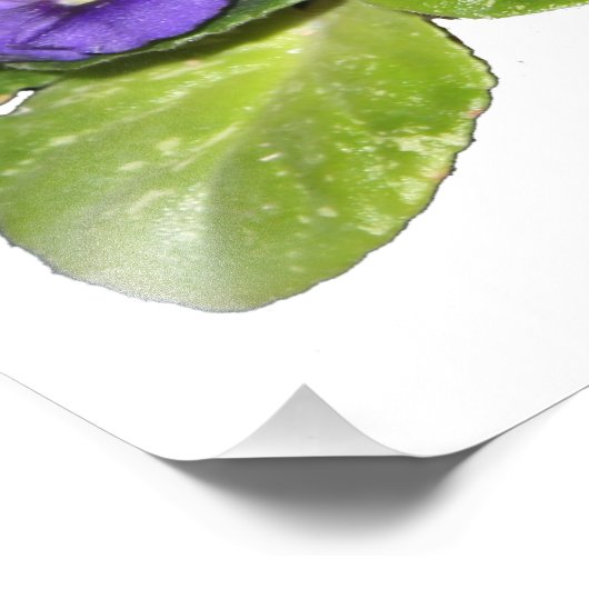 Afrikaanse violet foto afdruk (Hoek)