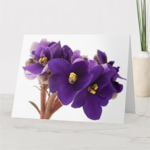 Afrikaanse violet kaart