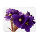 Afrikaanse violet magneet (Horizontaal)