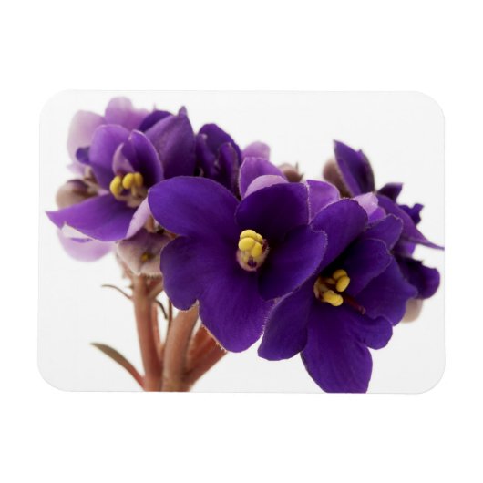 Afrikaanse violet magneet (Horizontaal)