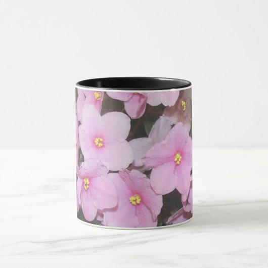 Afrikaanse Violet Mok (Midden)