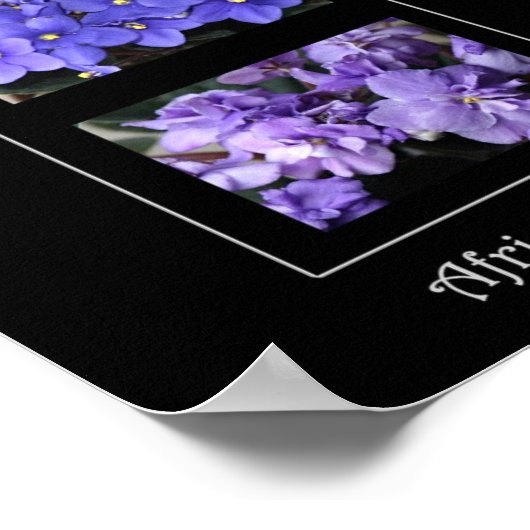 Afrikaanse Violet Poster (Hoek)