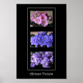 Afrikaanse Violet Poster (Voorkant)