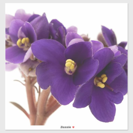 Afrikaanse violet sticker (Vel)