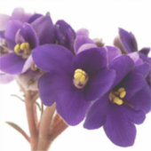 Afrikaanse violet sticker (Voorkant)