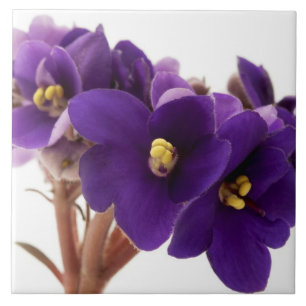 Afrikaanse violet tegeltje
