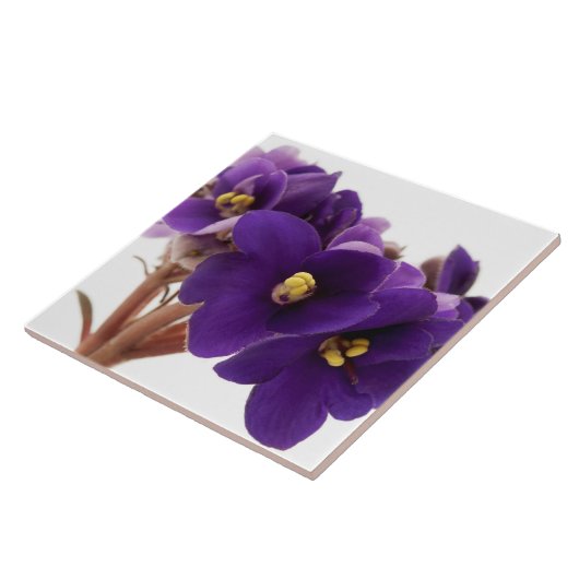 Afrikaanse violet tegeltje (Zijkant)