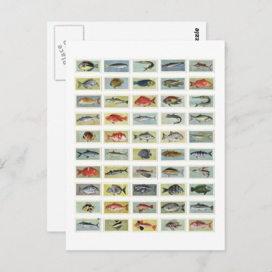 Afrikaanse vis briefkaart (Voorkant / Achterkant)