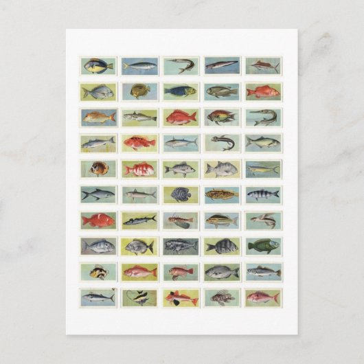 Afrikaanse vis briefkaart (Voorkant)