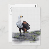 Afrikaanse visadelaar op witte achtergrond briefkaart (Voorkant / Achterkant)