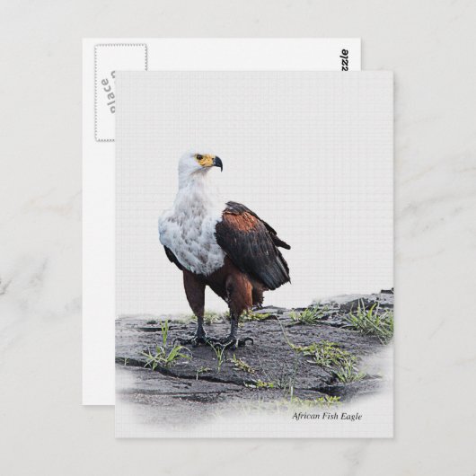 Afrikaanse visadelaar op witte achtergrond briefkaart (Voorkant / Achterkant)