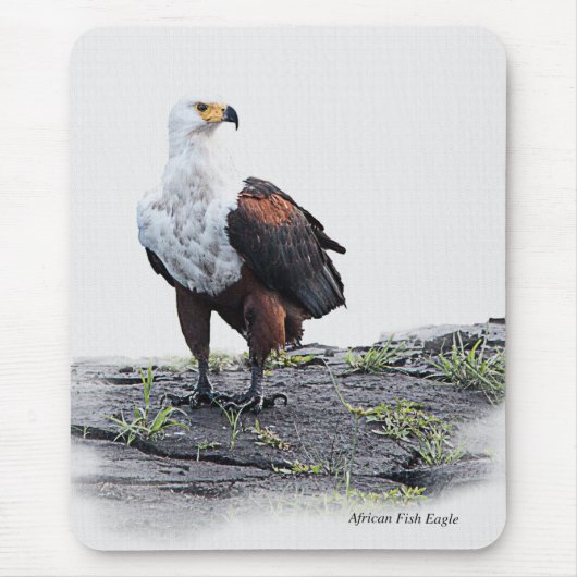 Afrikaanse visadelaar op witte achtergrond muismat (Voorkant)