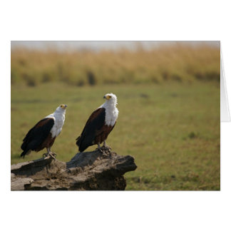 Afrikaanse visadelaars