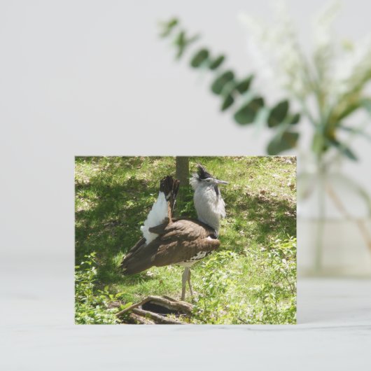 Afrikaanse vogels: Kori Bustard Briefkaart (Staand voorkant)