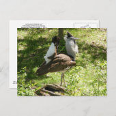 Afrikaanse vogels: Kori Bustard Briefkaart (Voorkant / Achterkant)