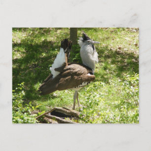 Afrikaanse vogels: Kori Bustard Briefkaart