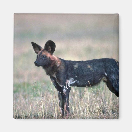 Afrikaanse Wild Dog Magneet (Voorkant)