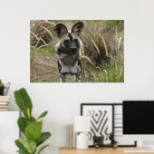 Afrikaanse Wild Dog Poster (Thuiskantoor)