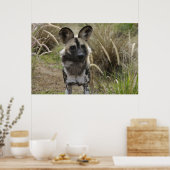 Afrikaanse Wild Dog Poster (Keuken)