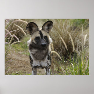 Afrikaanse Wild Dog Poster