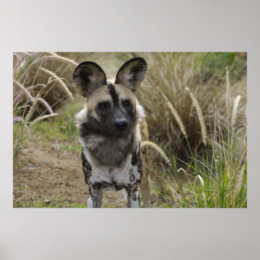 Afrikaanse Wild Dog Poster (Voorkant)