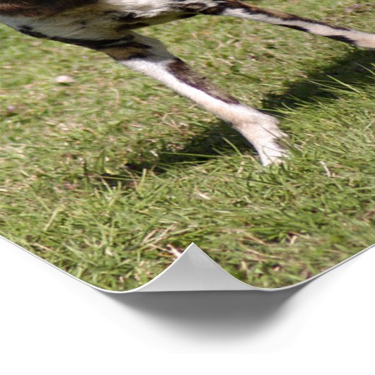 Afrikaanse Wild Dog Poster (Hoek)