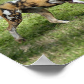 Afrikaanse Wild Dog Poster (Hoek)