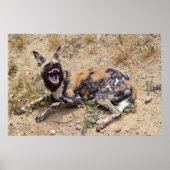 Afrikaanse Wild Dog toont haar tanden Poster (Voorkant)